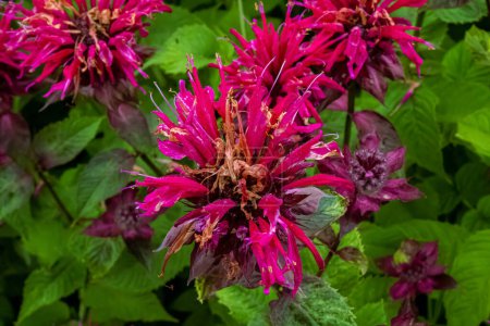 Téléchargez les photos : A vibrant grouping of bergamot bee balm flowers in a wisconsin summertime garden - en image libre de droit