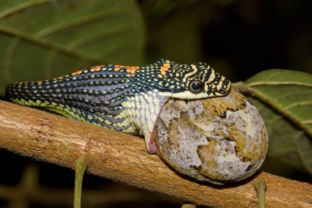 Paradies-Baumnatter, Paradies-Flugschlange (Chrysopelea paradisi) beim Versuch, Gecko in einem natürlichen Lebensraum zu schlucken