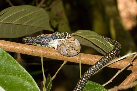 Téléchargez les photos : Serpent paradisiaque, serpent volant paradisiaque (Chrysopelea paradisi) lors d'une tentative d'avaler du gecko dans un habitat naturel - en image libre de droit