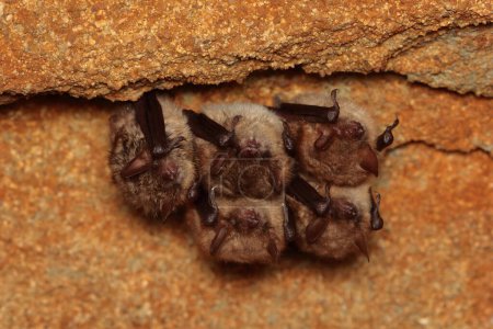 Photo for Geoffroy's bat (Myotis emarginatus) wintering group in the wine cellar - Royalty Free Image