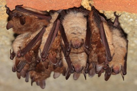 Photo for Geoffroy's bat (Myotis emarginatus) wintering group in the wine cellar - Royalty Free Image