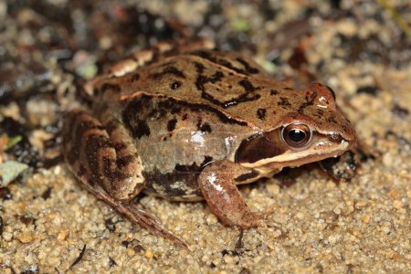 Photo for Moor frog (Rana arvalis) female in the breeding season - Royalty Free Image