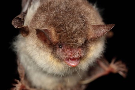 Photo for Portrait of Natterer's bat (Myotis nattereri) in a natural habitat - Royalty Free Image