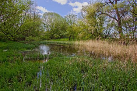 Téléchargez les photos : Etang alluvial dans les basses terres fluviales avec une végétation abondante en Moravie du Sud, Tchéquie - en image libre de droit