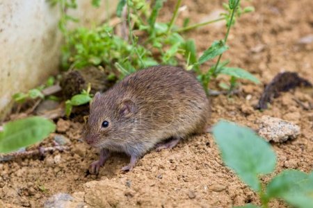 Photo for The common vole (Microtus arvalis) in a natural habitat - Royalty Free Image