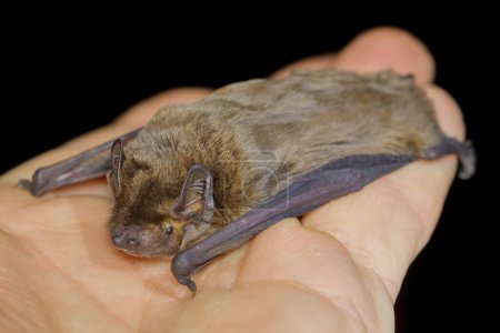 The lesser noctule, Leisler's bat or the Irish bat (Nyctalus leisleri) on the hand of a chiropterologist 