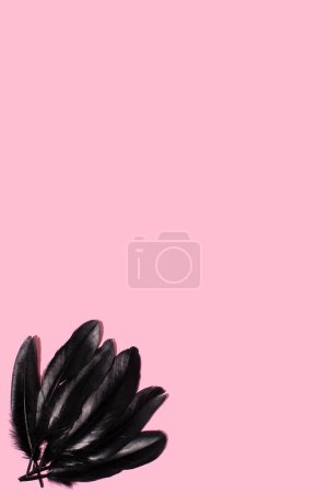 Schwarze Vogelfeder auf rosa Hintergrund. MInimal Konzept mit Kopierraum.