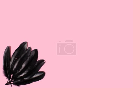 Schwarze Vogelfeder auf rosa Hintergrund. MInimal Konzept mit Kopierraum.