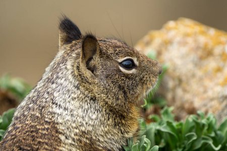 Close up picture of a cute California ground squirrel at 17 Mile Drive. High quality photo