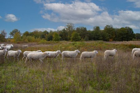 Téléchargez les photos : Moutons marchant dans une prairie verte, scène rurale aux Pays-Bas - en image libre de droit
