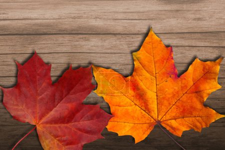 Photo for Golden and red fall autumn leaves of different shapes on wooden background. Autumn concept, fall background. Minimal floral design, autumn leaf frame with copy space. Autumn creative composition. Banner. - Royalty Free Image