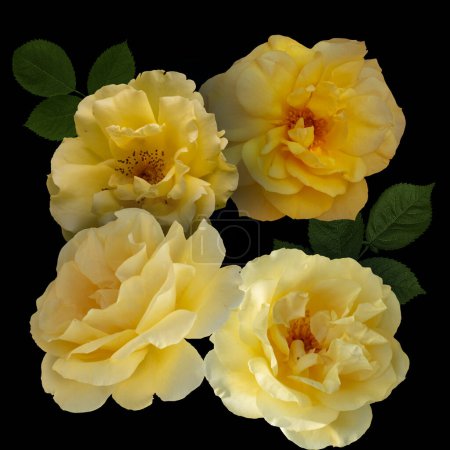 Photo for Yellow rose flowers closeup. Summer flower isolated on black background - Royalty Free Image