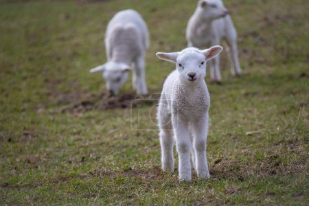 Photo for Spring lambs. New born lambs at the farm - Royalty Free Image
