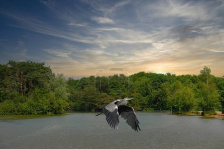 Photo for Grey heron, Ardea cinerea. A bird takes off from the bank of the pond - Royalty Free Image