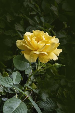 Die gelbe Rose blühte auf. Rosen im Garten. Zarte Blütenblätter