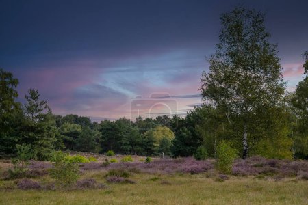 Photo for Summer in North Limburg, landscape with green forest and moorland in late August, Netherlands. Maasduinen. - Royalty Free Image