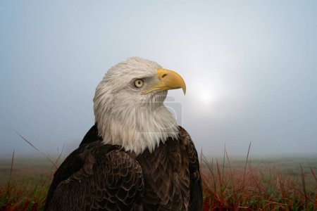 Closeup portrait of a bald eagle in his natural habitat
