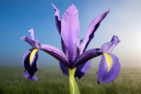 Un Iris Louisiana Dr El en el jardín en primavera