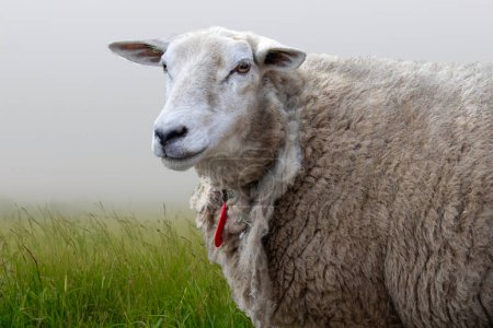 Single sheep at the farm in springtime