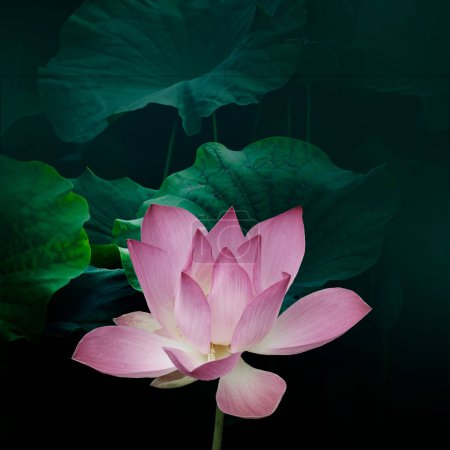 Closeup of a beautiful lotus flower in the pond
