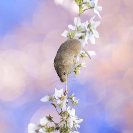 Foto de Pequeño ratón trepando en una ramita con flores de manzana - Imagen libre de derechos