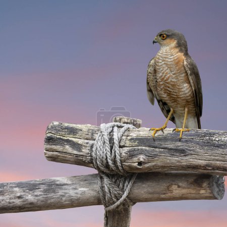 Retrato de un halcón peregrino posado sobre una antigua valla de madera