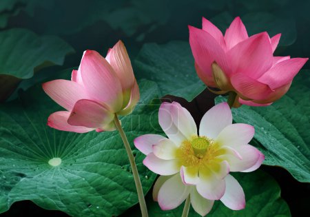 Primer plano de unas hermosas flores de loto en el estanque