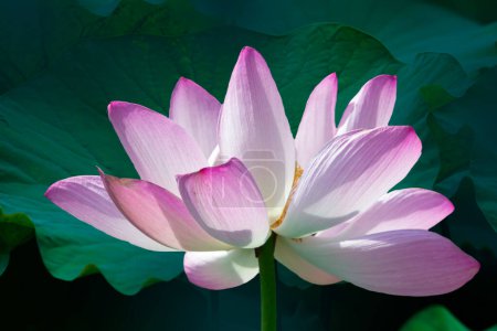 Primer plano de una hermosa flor de loto en el estanque