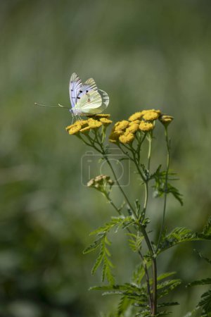 Una mariposa blanca en una flor silvestre en el prado en verano