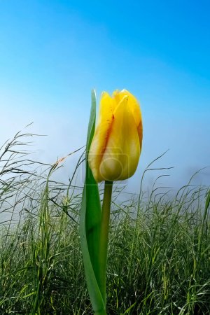 Schöne gelbe Tulpe im Frühlingsgarten