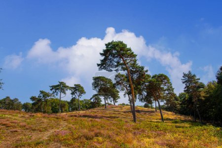 Maasduinen in the Netherlands with blooming heather