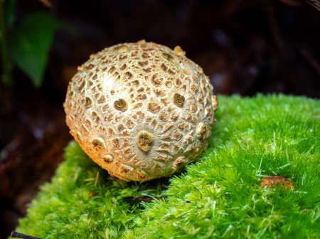 Téléchargez les photos : Foyer sélectif d'une boule de terre (Scleroderma citrinum) sur un sol forestier au fond flou - en image libre de droit