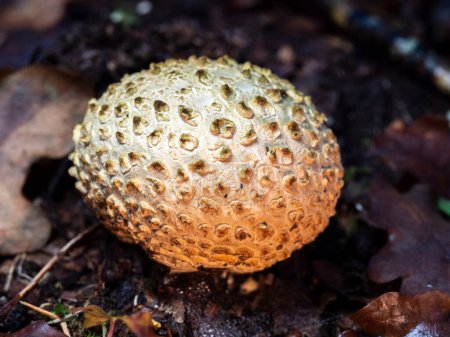 Téléchargez les photos : Foyer sélectif d'une boule de terre (Scleroderma citrinum) sur un sol forestier au fond flou - en image libre de droit