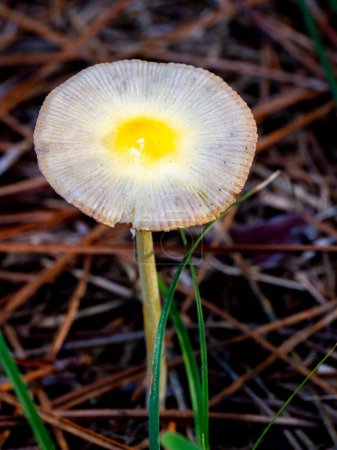 Selektiver Fokus von Bolbitius titubans oder Bolbitius vitellinus Pilz auf einem Waldboden mit verschwommenem Hintergrund