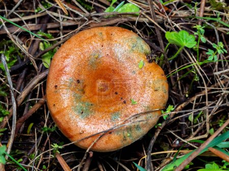 bloody milk cap mushroom (Lactarius sanguifluus) isolated in the forest ground