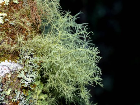 Photo for Selective focus of usnea barbata lichen on a trunk in the woods with blurred background - Royalty Free Image