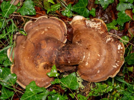 Téléchargez les photos : Détail d'un gros champignon polypore du bouleau (Piptoporus betulinus) dans les bois - en image libre de droit