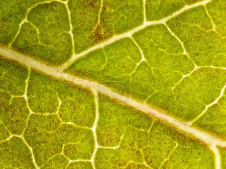 Photo for American sweetgum leaf in autumn under the microscope - fall leaf under the microscope - optical microscope x32 magnification - Royalty Free Image
