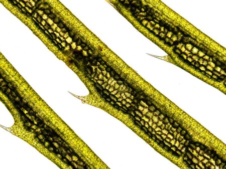 Photo for Aquatic plant (Hornwort plant - Ceratophyllum demersum) under the microscope showing chloroplasts, cell walls and hairs - optical microscope x100 magnification - Royalty Free Image