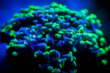 Photo for Selective focus of Euphyllia parancora (LPS coral) showing its green fluorescence color on a reef aquarium - macro close up - Royalty Free Image