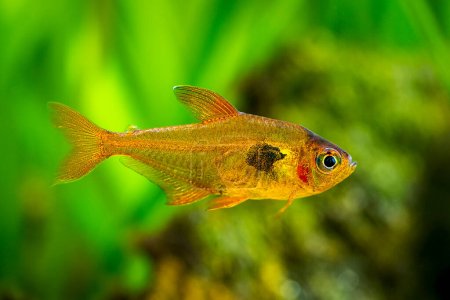 Red Phantom Tetra ( Hyphessobrycon sweglesi ) isolated in a fish tank with blurred background