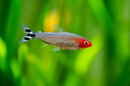 Photo for Rummy-nose tetra (Hemigrammus rhodostomus) on a fish tank with blurred background - Royalty Free Image