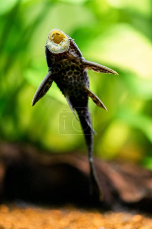 Foto de Enfoque selectivo del siluro bucal o pleco común (Hypostomus plecostomus) que come en el vaso del acuario con fondo borroso - Imagen libre de derechos