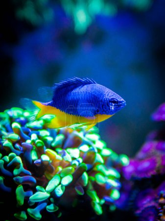 Photo for Azure Damselfish (Chrysiptera hemicyanea) swimming on a reef tank with blurred background - Royalty Free Image