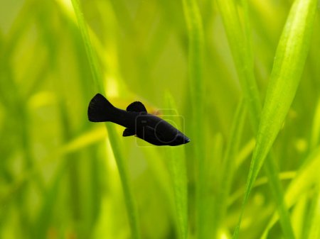 Foto de Molly negro (Poecilia Sphenops) nadando en una pecera con fondo borroso - Imagen libre de derechos