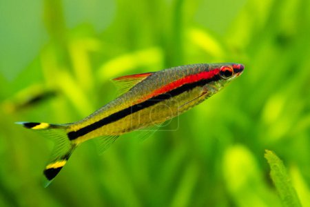 selective focus of a Denison barb (Sahyadria denisonii) on a fish tank with blurred background