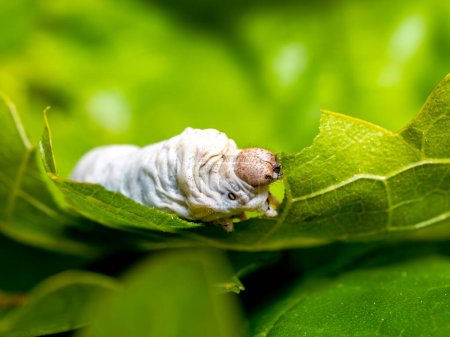 Foto de Polilla de seda doméstica (Bombyx mori) comiendo una hoja de morera con fondo borroso - Imagen libre de derechos