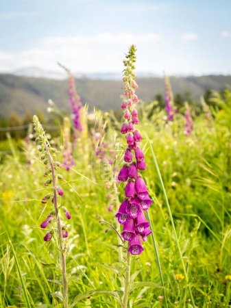 Photo for Selective focus of foxglove or common foxglove (Digitalis purpurea) with blurred background - Royalty Free Image