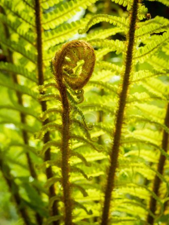 Photo for Detail of a young fern frond unrolling with blurred background - Royalty Free Image