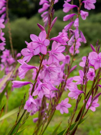 Foto de Enfoque selectivo de un gladiolo rosa flores en un jardín con fondo borroso - Imagen libre de derechos
